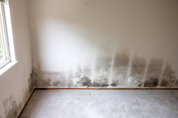 Best Environmental Consulting for Mold Prevention  in Escatawpa, MS